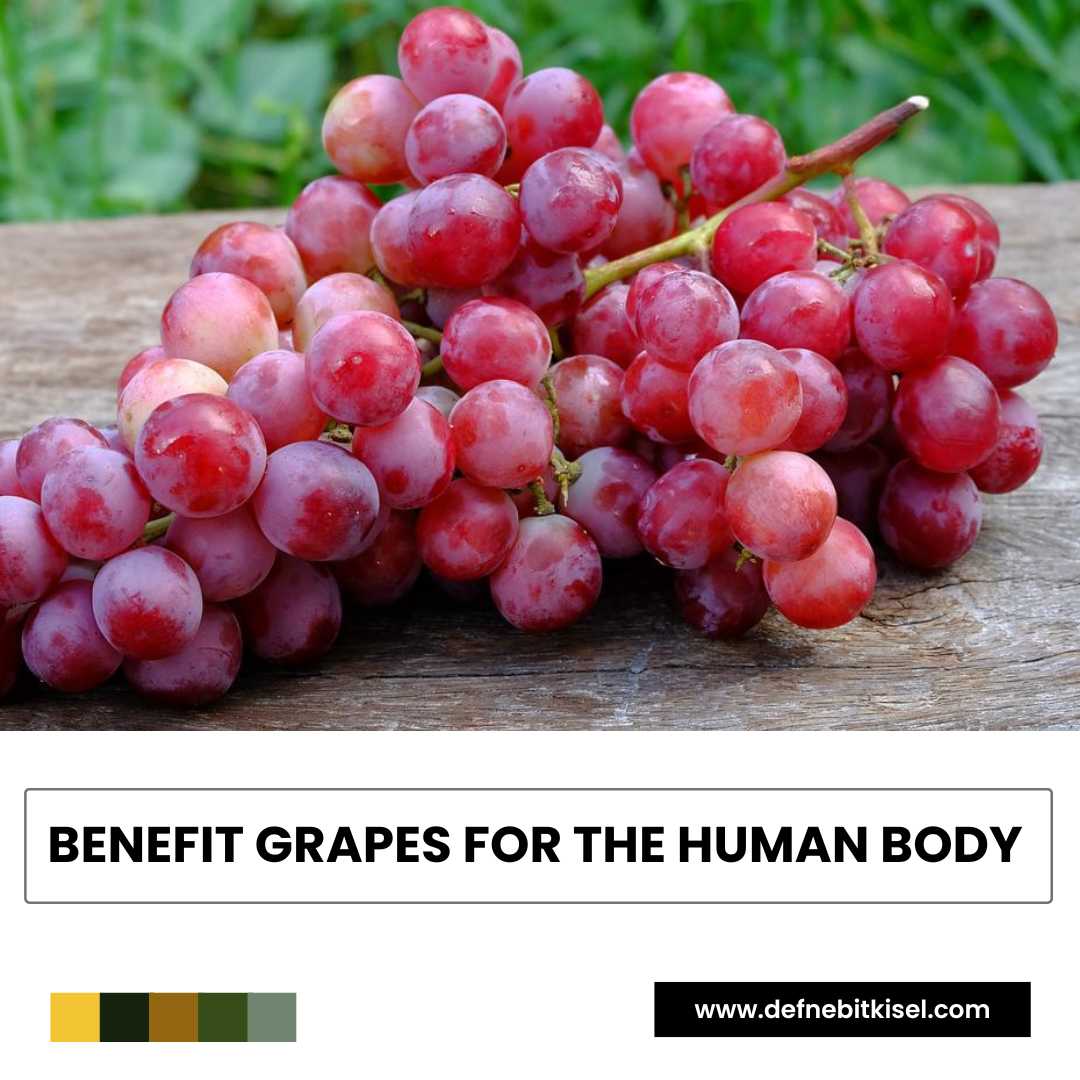 Grapes: Benefits for the Health of the Human Body