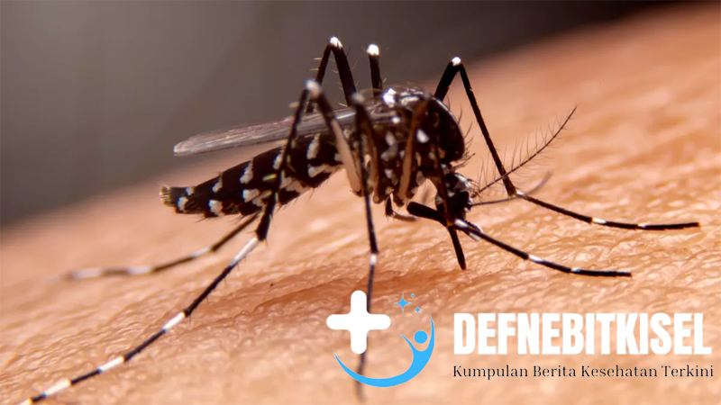 Peran Penting Nyamuk Wolbachia dalam Kesehatan Global